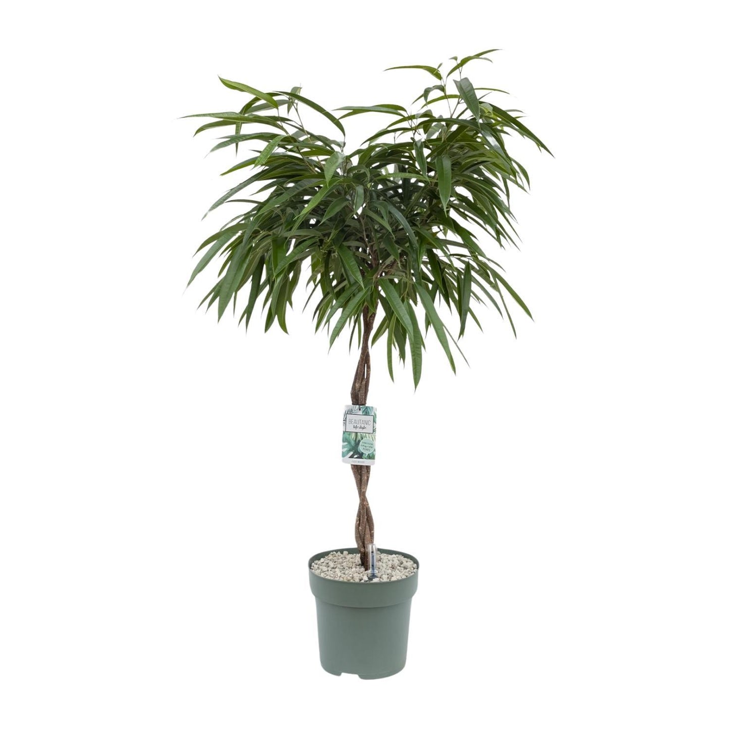Ficus Mahori - Ø27cm - ↕120cm