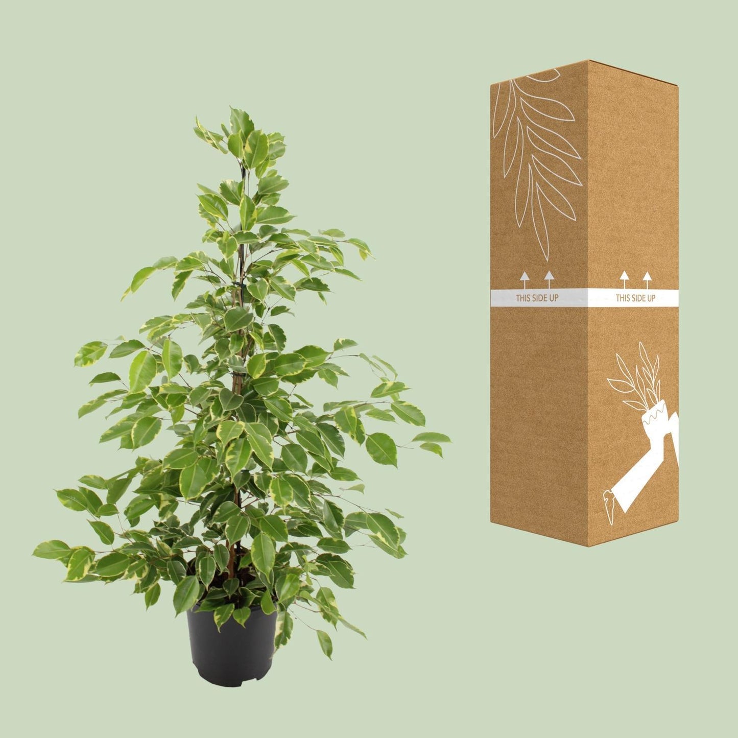 Ficus benjamina Goldenking - Ø21cm - ↕95cm
