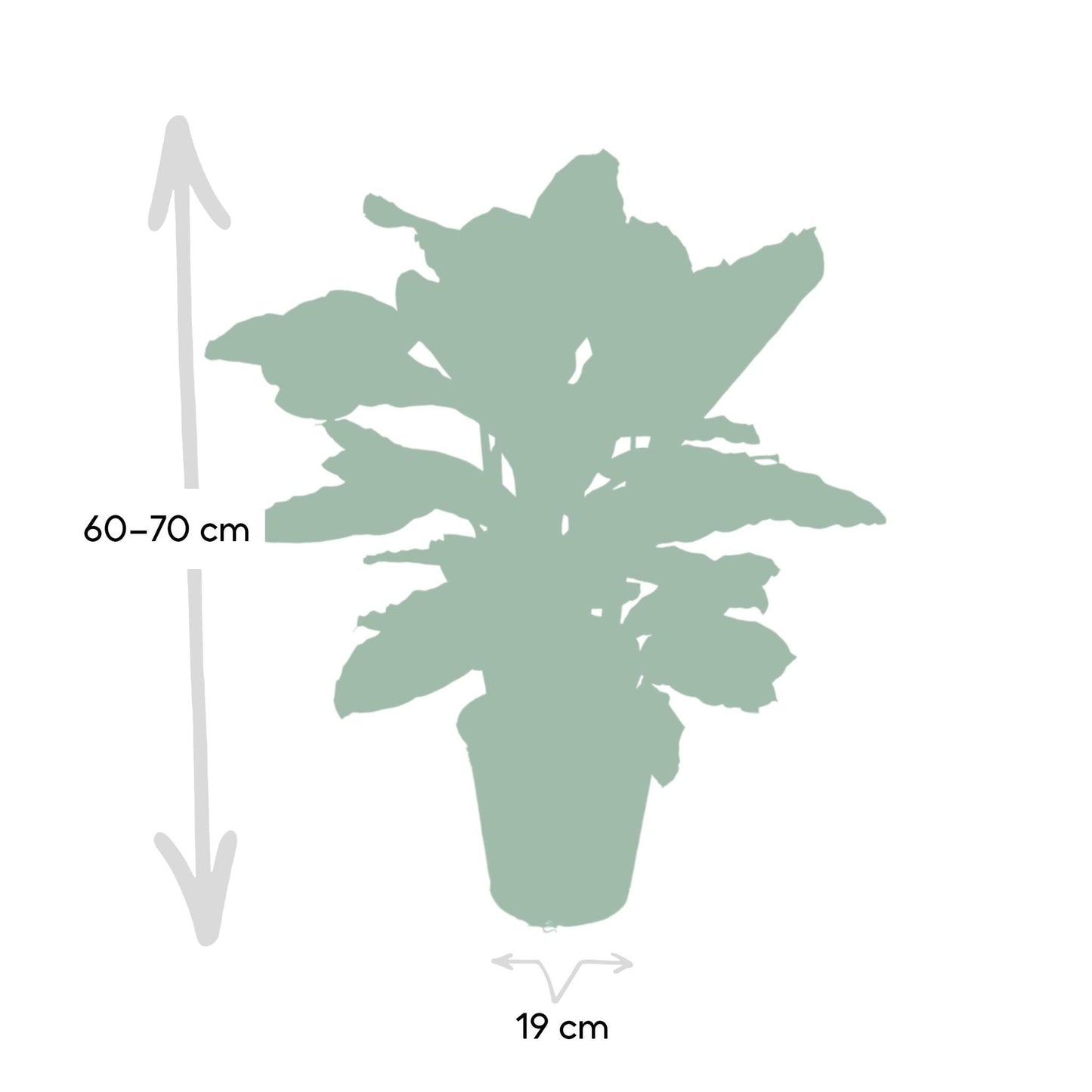 Calathea Zebrina - Pauwenplant - 80cm - Ø19