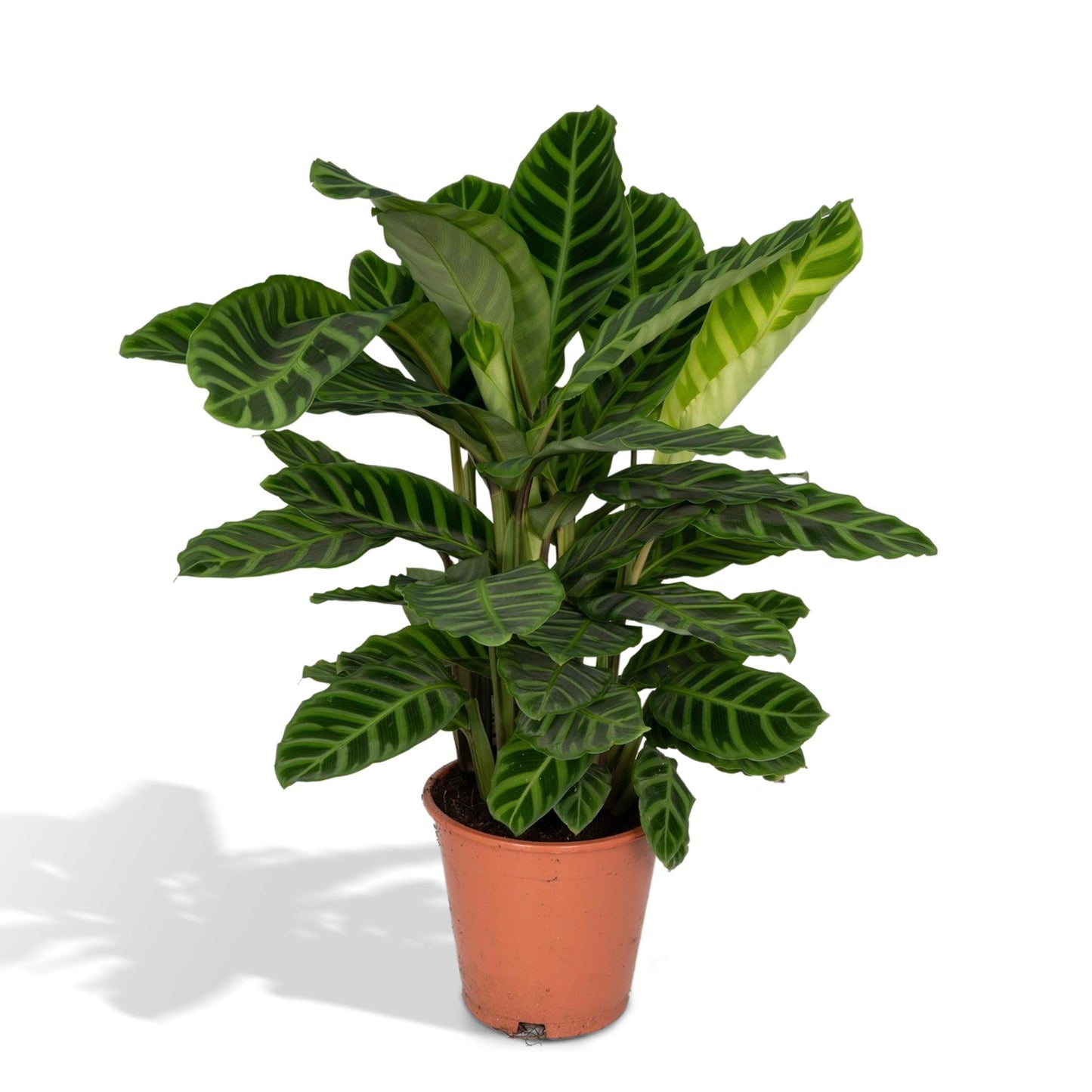 Calathea Zebrina - Pauwenplant - 80cm - Ø19