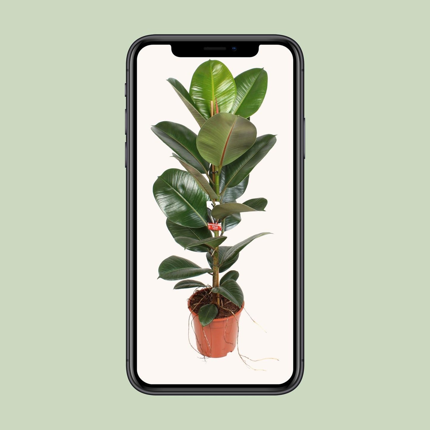 Ficus Elastica Robusta - Ø21cm - ↕95cm