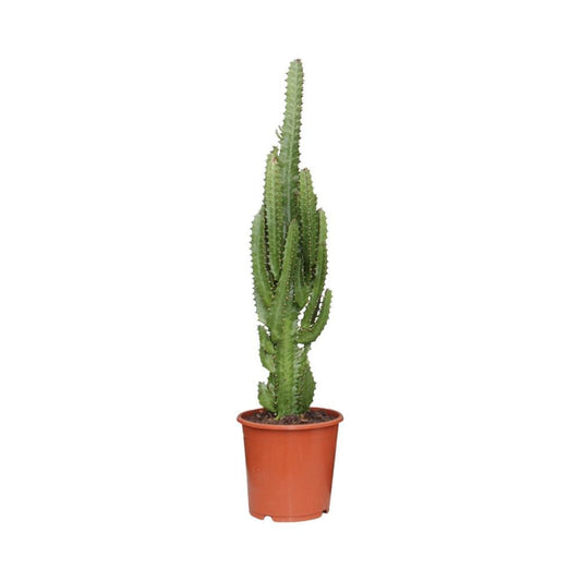 Euphorbia Trigona kamerplant