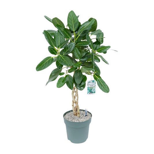 Ficus Altissima - Ø27cm - ↕110cm