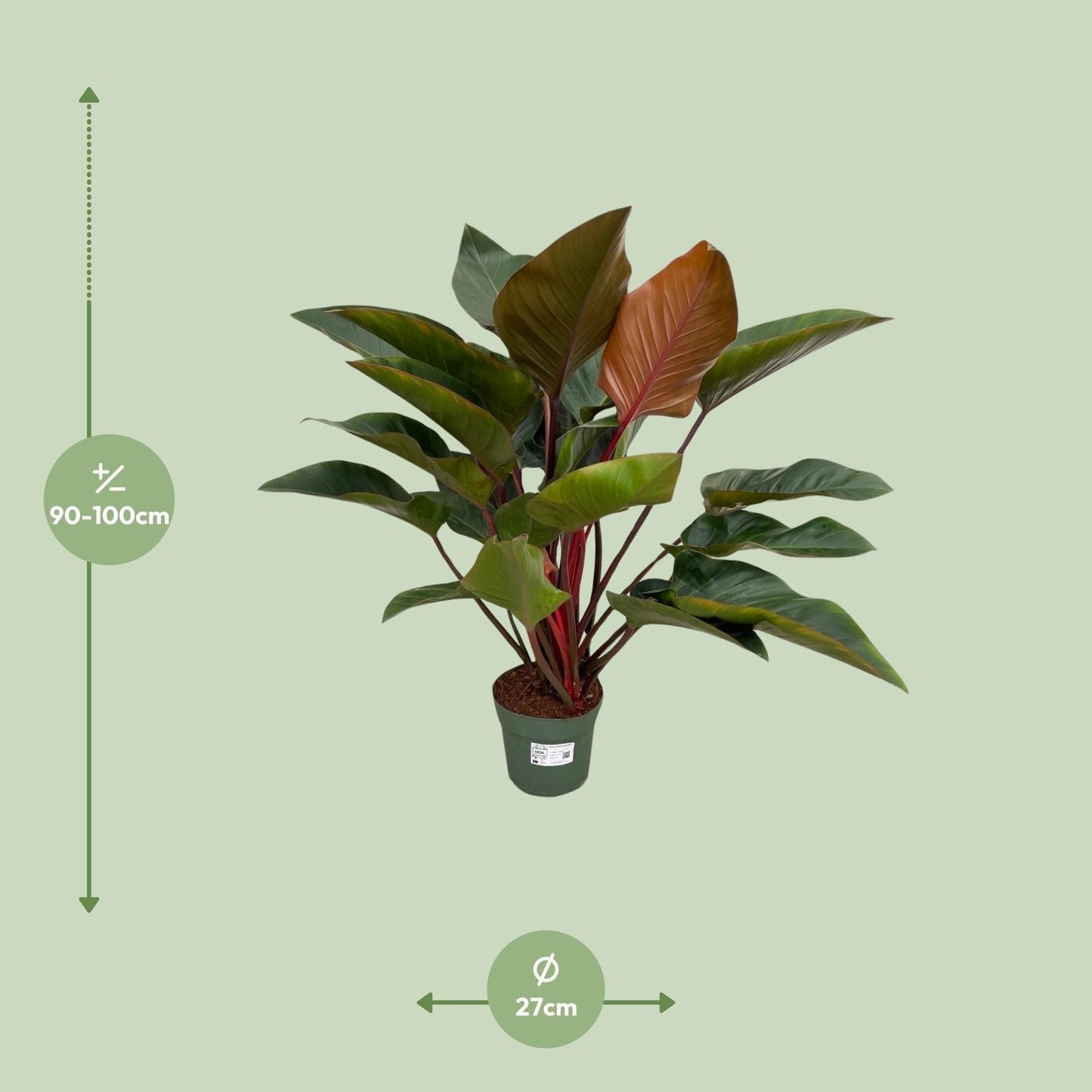 Philodendron Red Beauty - Ø27cm - ↕100cm