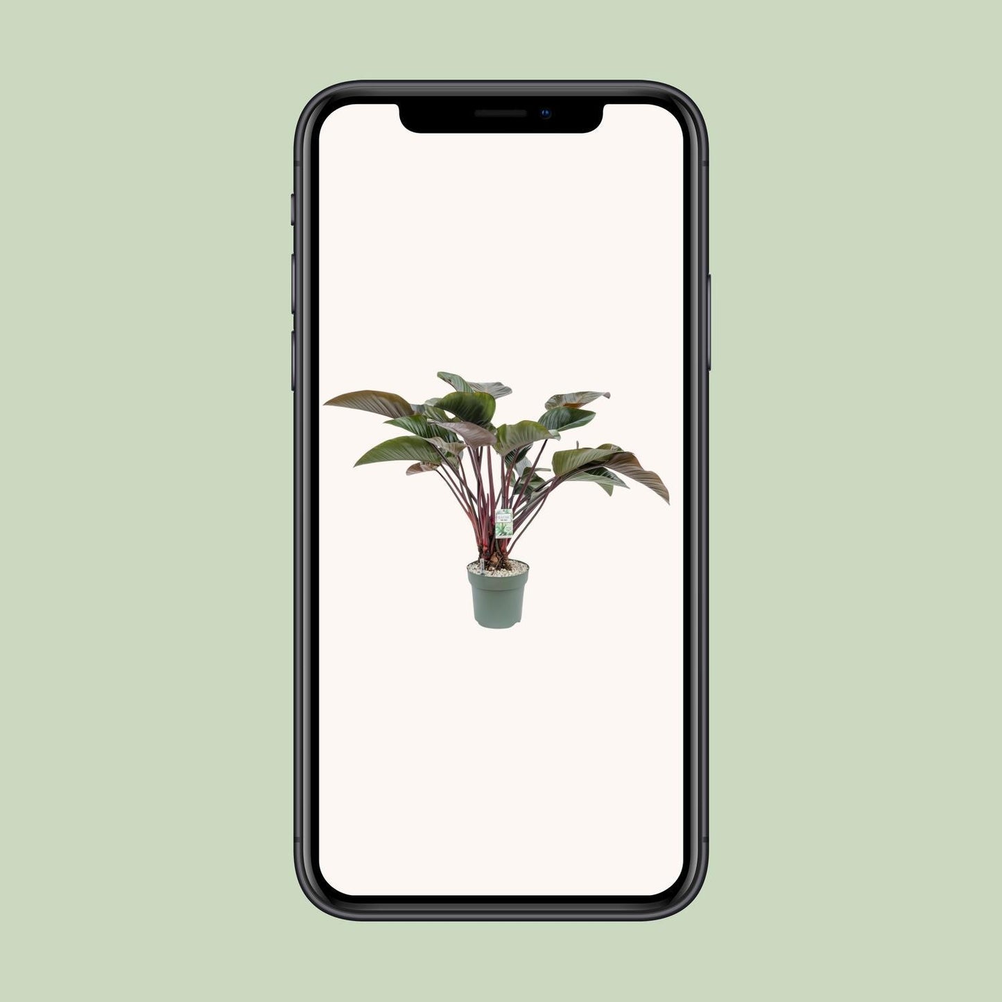 Philodendron Red Beauty - Ø30cm - ↕110cm